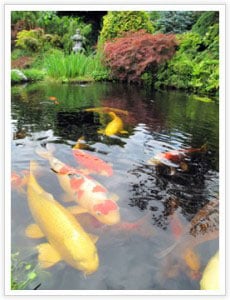 backyard landscaping fish pond